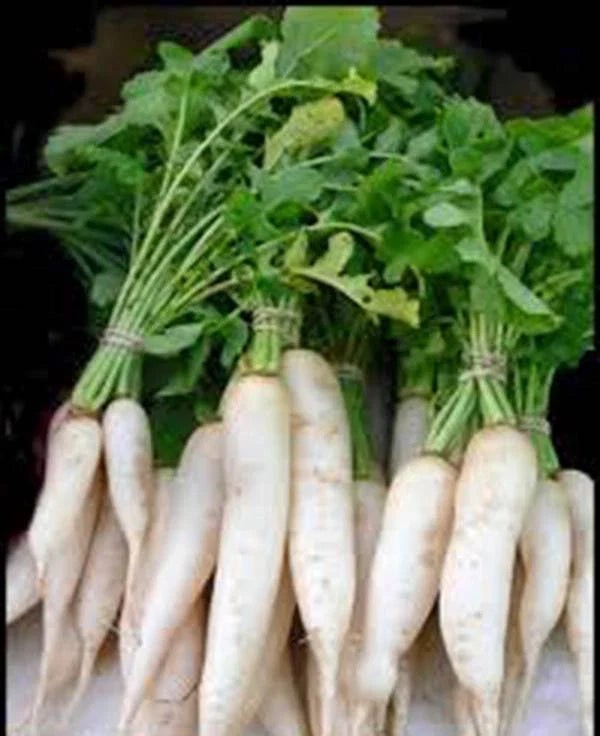 Radish Seeds 1000 Seeds Japanese Minowase Daikon Heirloom Non-GMO Raphanus sativus