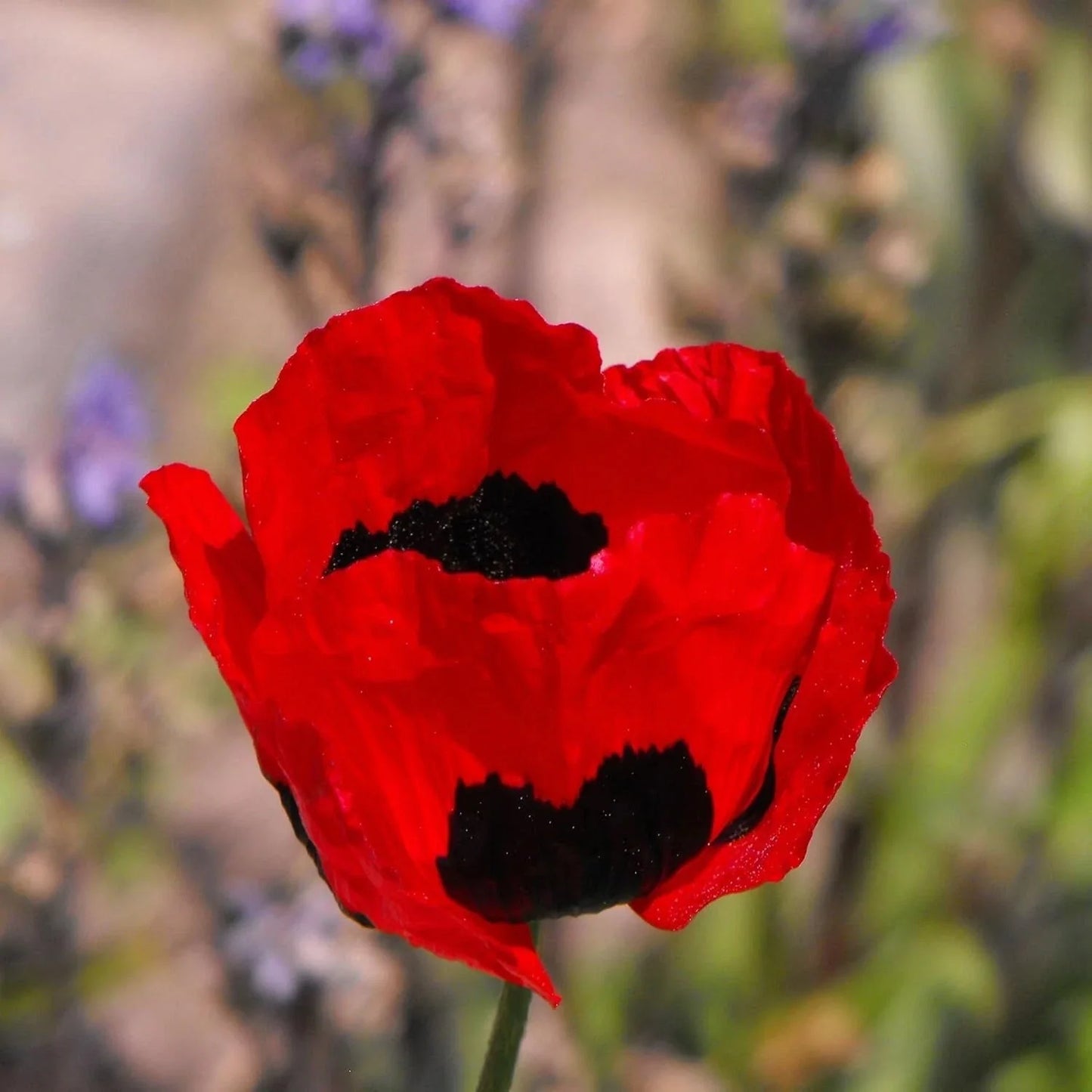 Poppy Flower Seeds 50 Pack Turkish Tulip Variety Papaver rhoeas