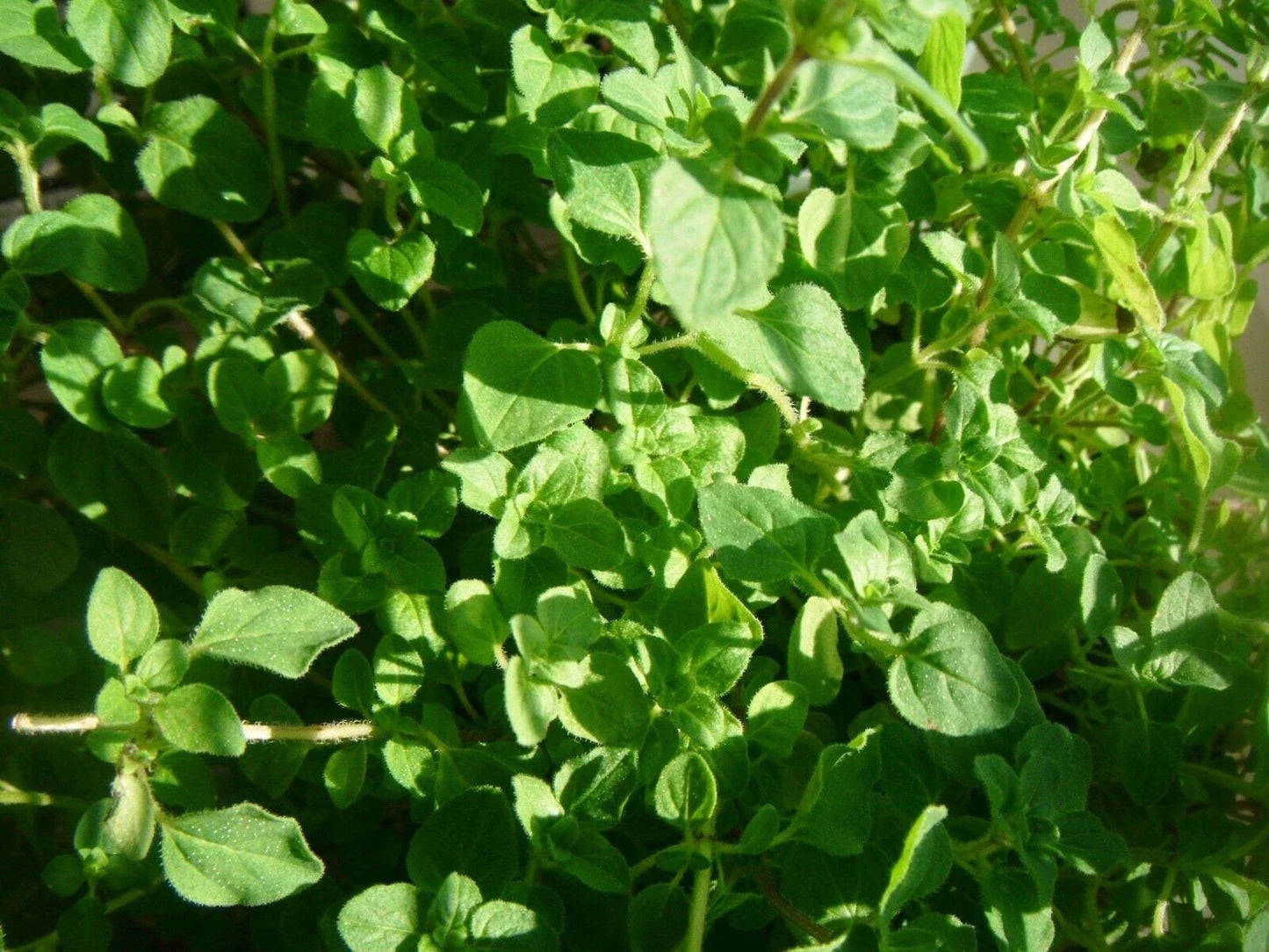 Thyme Herb Seeds - Common Variety, Thymus vulgaris, Tracking Included
