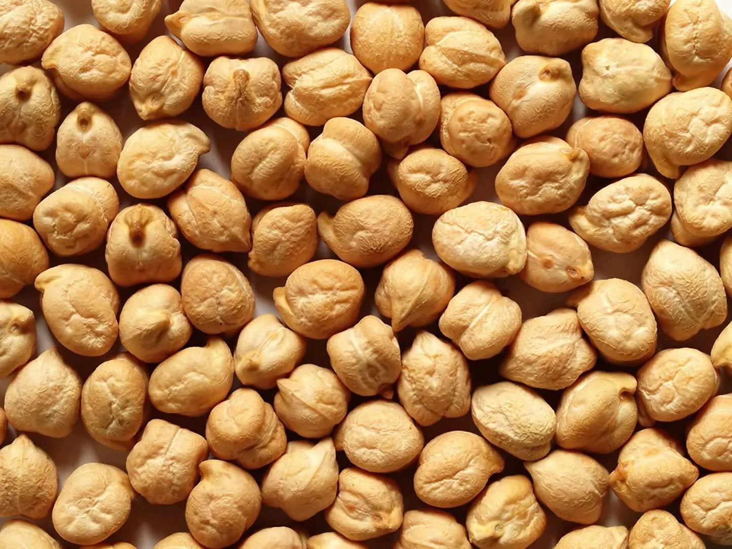 Garbanzo Bean Seeds - 8 Ounce Pack - Chickpea Variety - Cicer arietinum