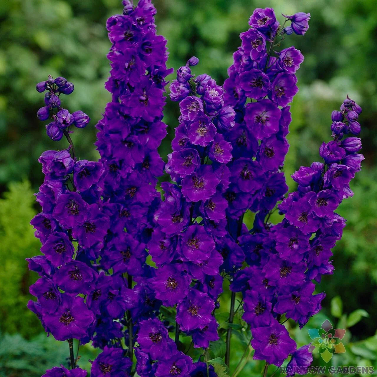 Pacific Giant Black Night Delphinium Seeds - 200+ Seeds for Garden - Delphinium elatum