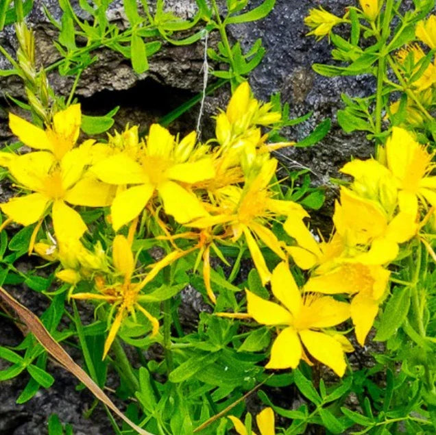 Great St. John's Wort Seeds - 1000 Non-GMO Medicinal Herb - Hypericum perforatum - Yellow Perennial Plant