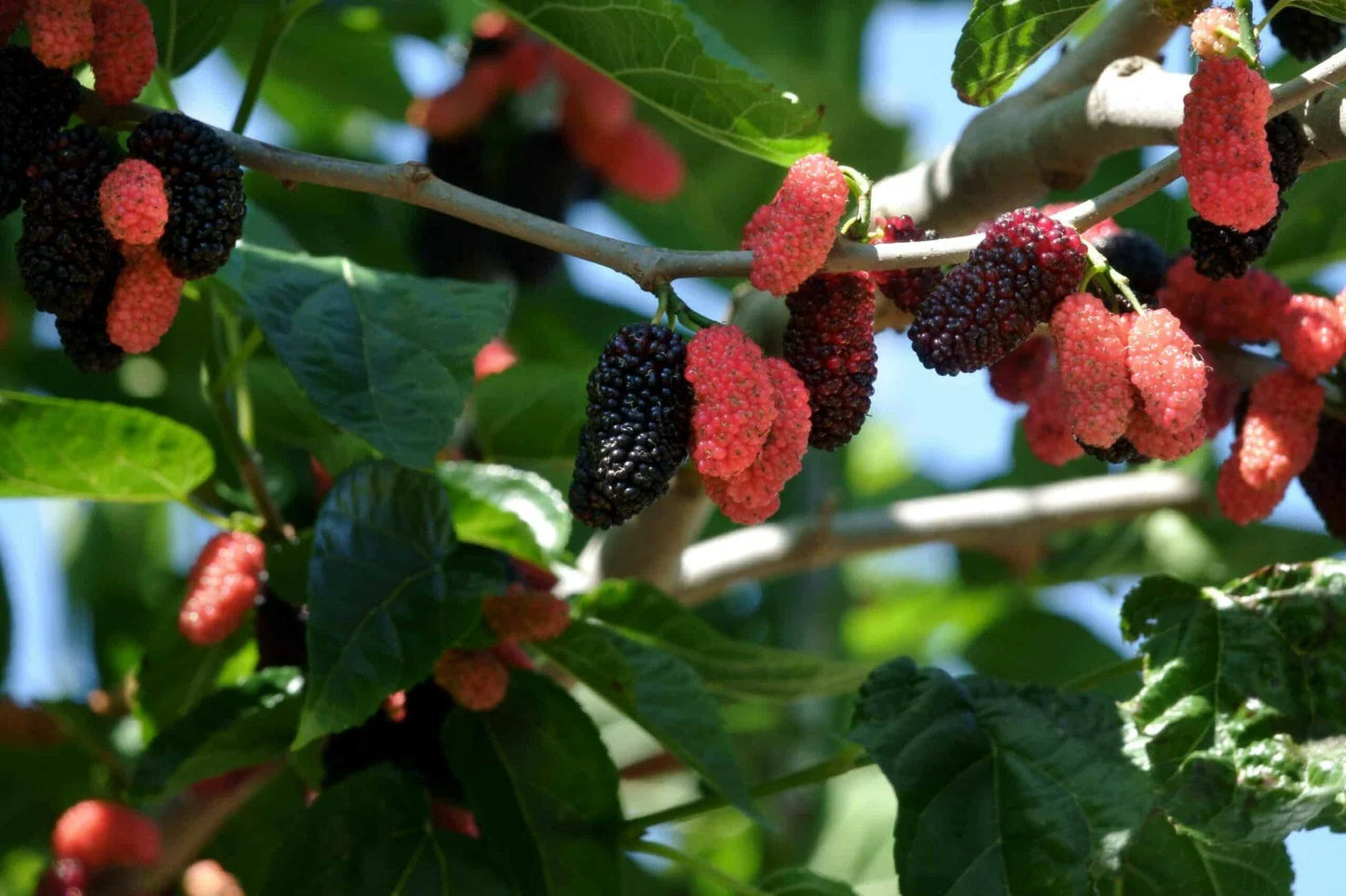Dwarf Everbearing Mulberry Tree Live Plant - Morus nigra - Fast Fruit Production, Starter Plant, Free Shipping