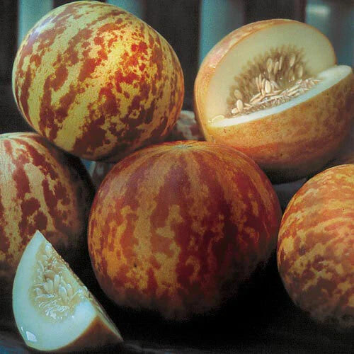 Tigger Melon Seeds - Heirloom Non-GMO Variety - Cucumis melo - Free Shipping
