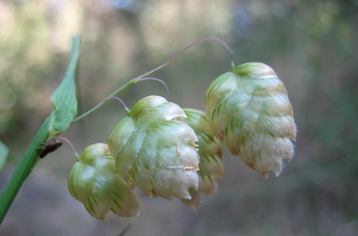 Quaking Grass Seeds | 200+ Ornamental Cutting Seeds | Brixa Maxima | Free Shipping