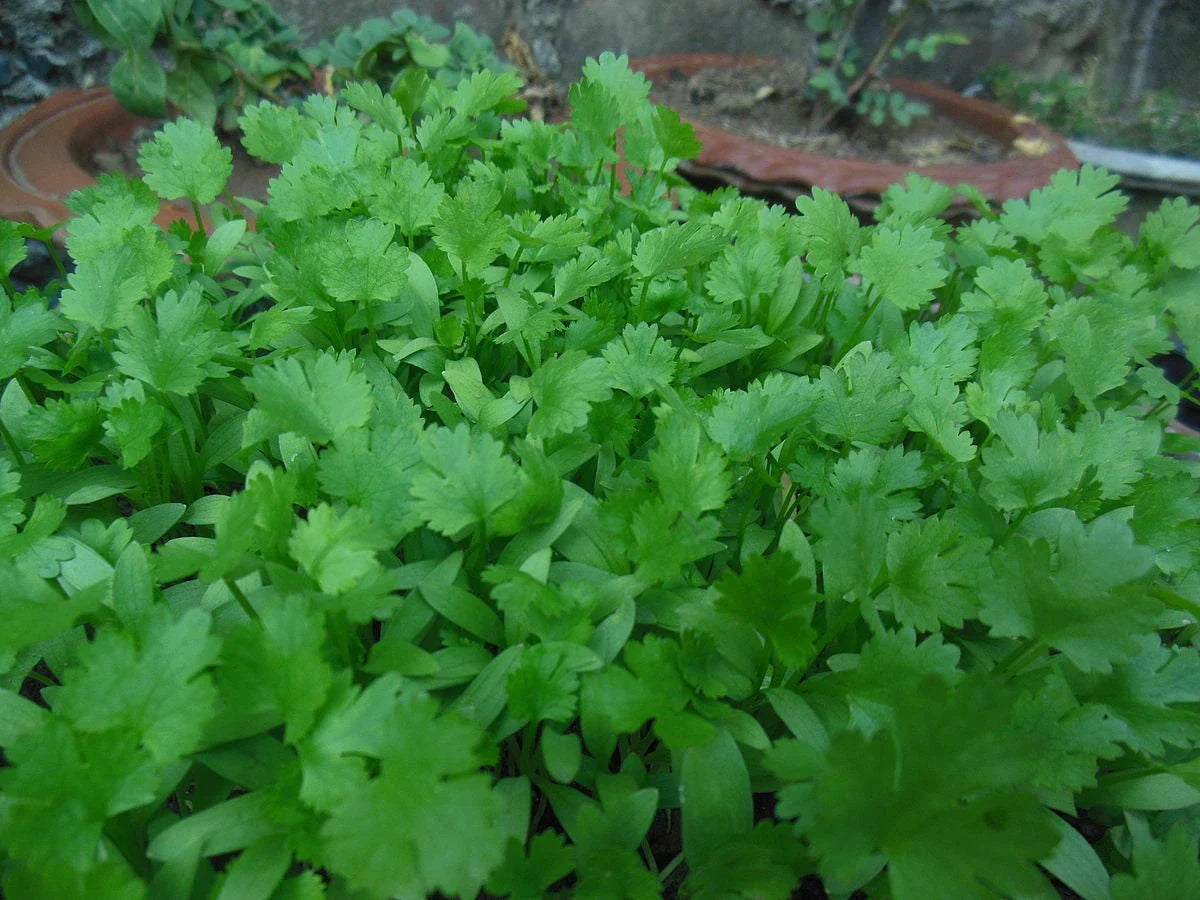 Fresh Cilantro Seeds 200 Pack NON-GMO Coriander Seeds for Planting - USDA Quality, USA Seller
