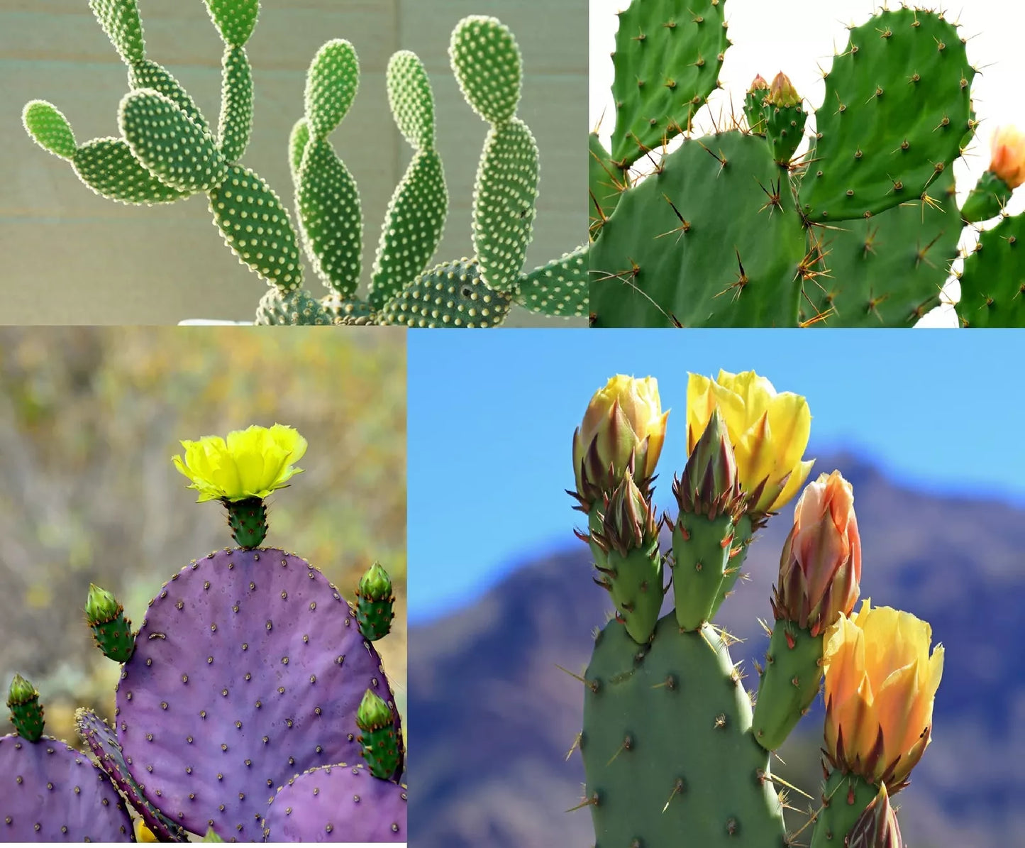 Prickly Pear Cactus Seeds - 50+ Mix - Varieties from Iowa, USA - Opuntia spp.