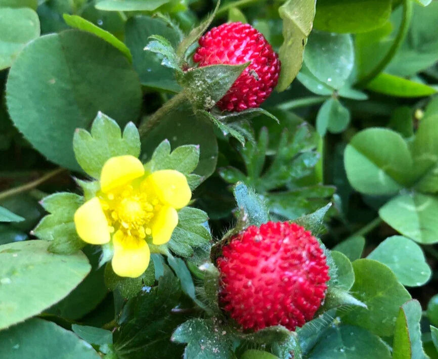 Wild Strawberry Plant | Hardy Fruit | Cheerful Flowers | Fragaria vesca