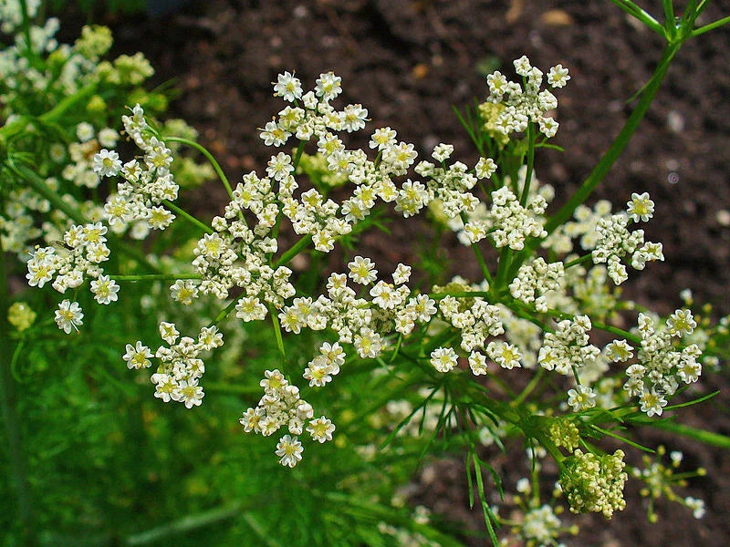 Caraway Seeds - 500+ Fresh Herb Seeds - Carum carvi - Aromatic Culinary Herb for Cooking and Baking
