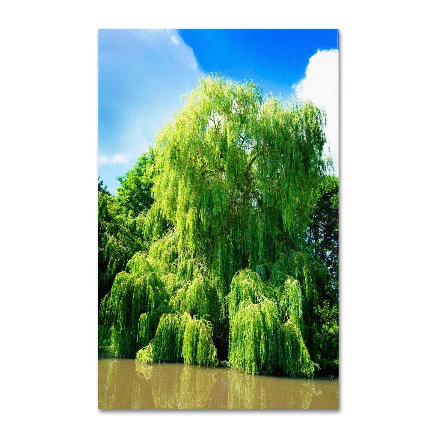 Weeping Willow Cuttings - 4 Bright Green Cuttings - Salix babylonica - Grow 4 Trees