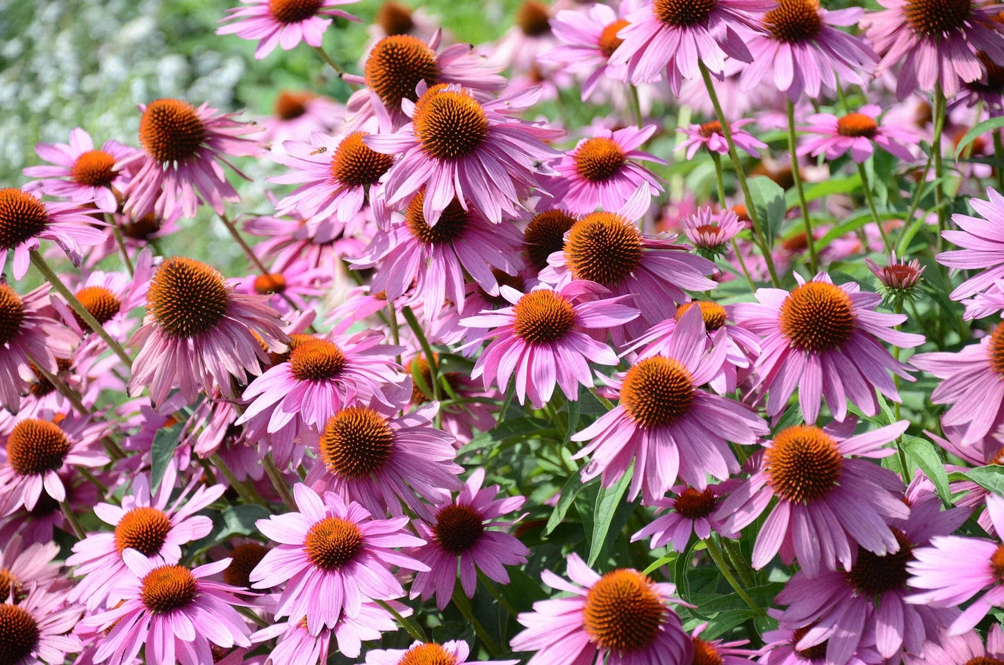 1000 Purple Coneflower Echinacea Purpurea Seeds, Medicinal Herb, Fast Shipping