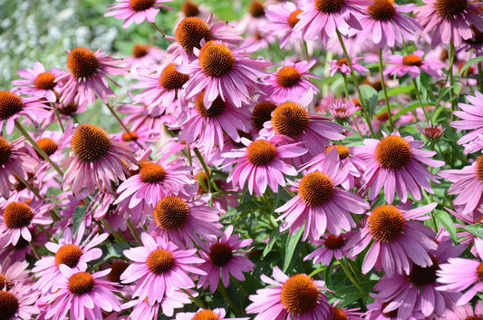 1000 Purple Coneflower Echinacea Purpurea Seeds, Medicinal Herb, Fast Shipping