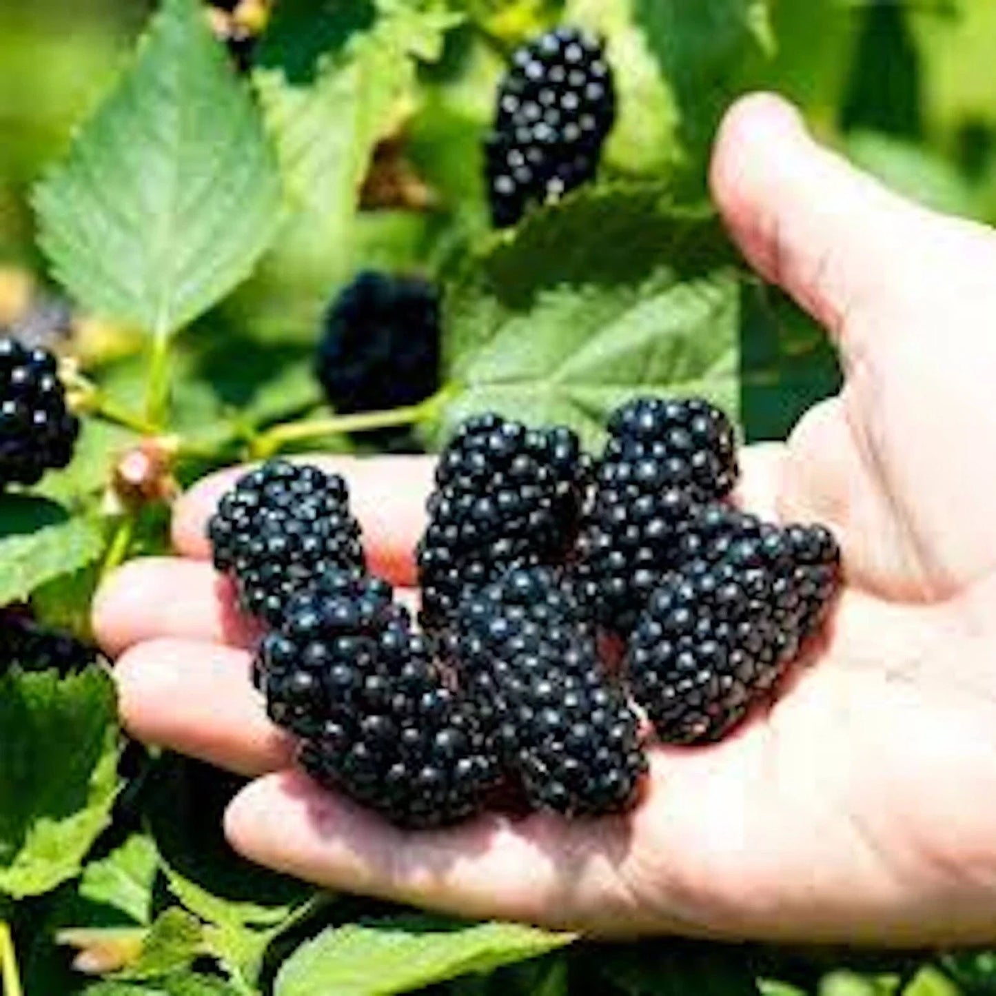 Prime-Ark Freedom Blackberry Plant - 10 Bare Root Floricane Edible Fruit - Rubus fruticosus - High Antioxidant, Easy Care