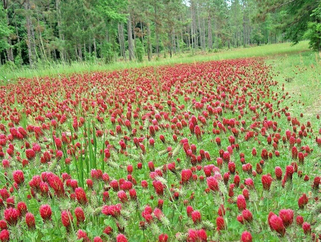 Crimson Clover Seeds - 1000+ Count - Groundcover Wildflower for Pollinators - Trifolium incarnatum