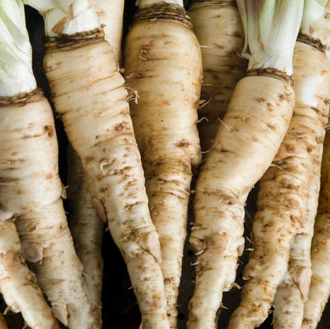 Mammoth Sandwich Island Salsify Seeds | White Oyster Parsnip Seeds | Vegetable Seed 2025 | Unique Culinary Flavor