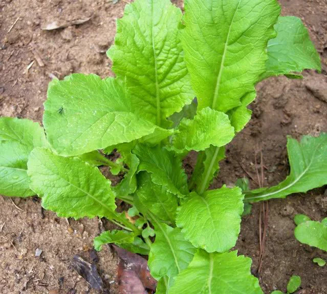 Turnip Seeds, Heirloom Seven Top, 50+ Seeds, Healthy Tasty Root Vegetable, Brassica rapa