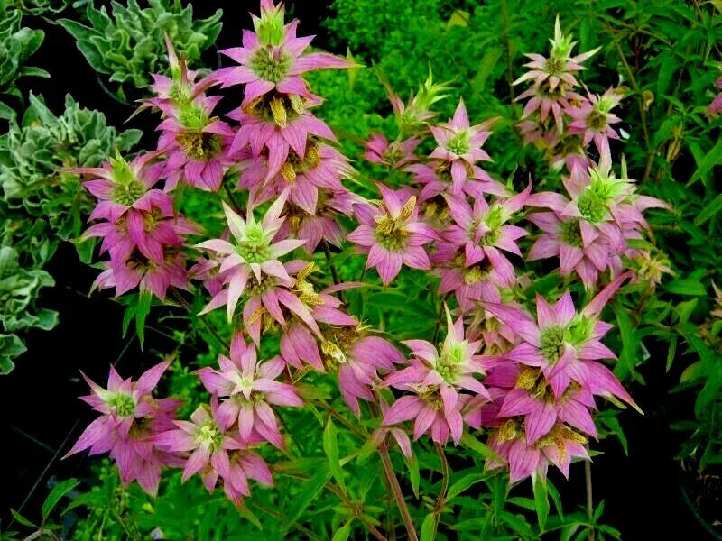Spotted Bee Balm Flower Seeds - Native Wildflower Herbal Tea Plant (Monarda punctata) - 301+ Seeds