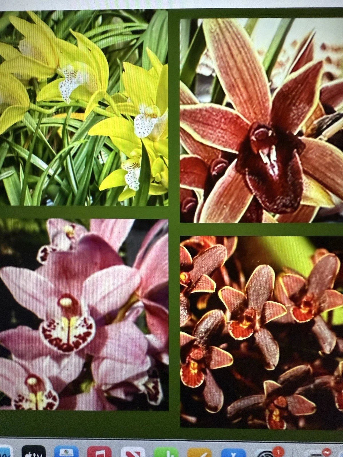 Cymbidium Orchid Seedling Bare Root - Choose from 8 Varieties - Exotic Cymbidium Orchids for Home or Garden