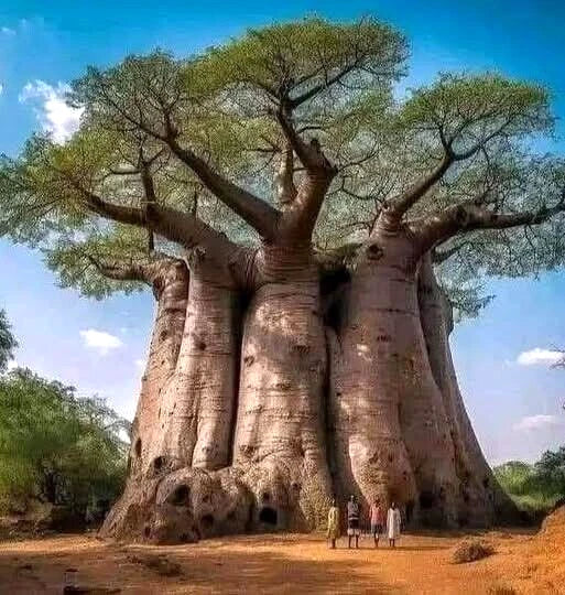 Baobab Seeds - 5 Count - Adansonia digitata "Tree of Life" - Rare Monkey Bread Bonsai Plant