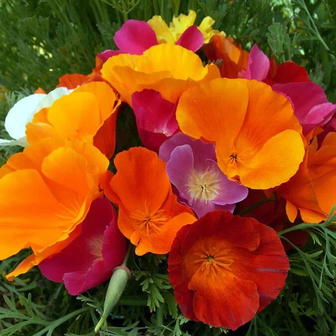 California Dreaming Mix Poppy 200 Seeds - Colorful Wildflower Seeds for Garden - Papaver somniferum