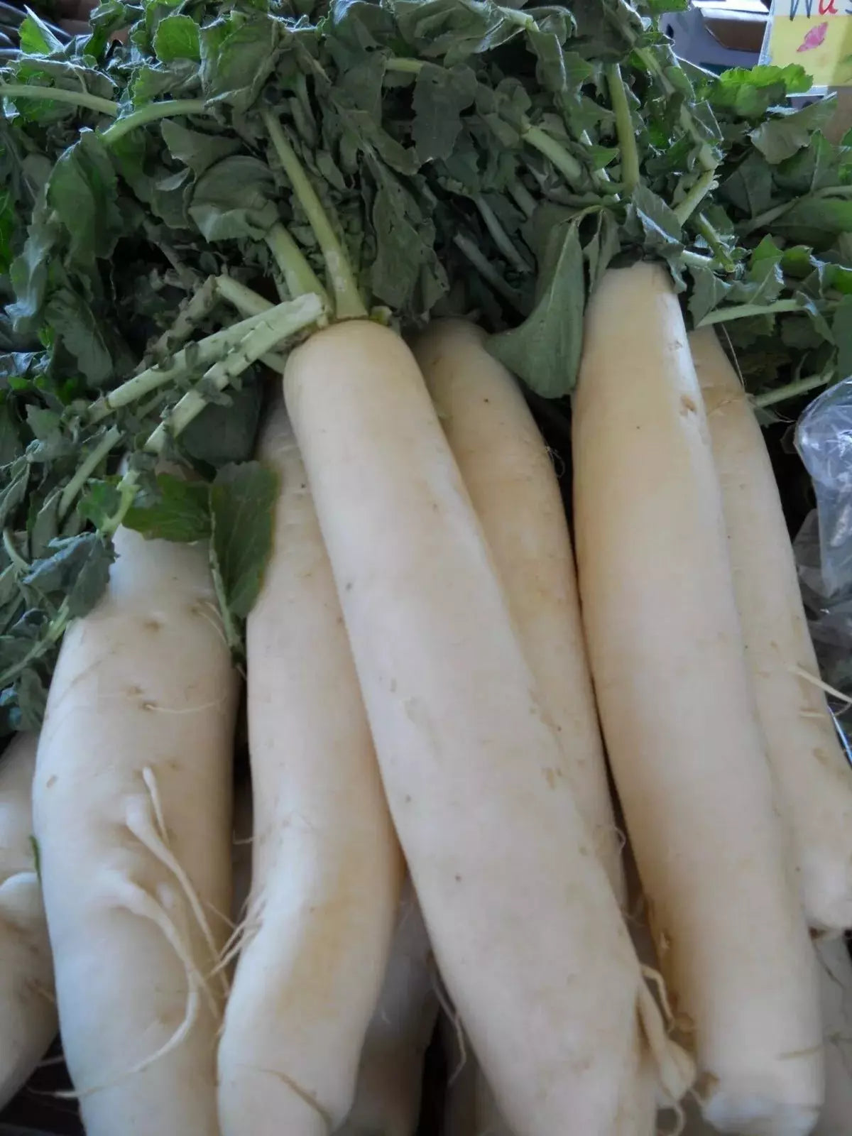 Daikon Radish Seeds - 200+ Heirloom Organic Japanese Minowase - NON GMO