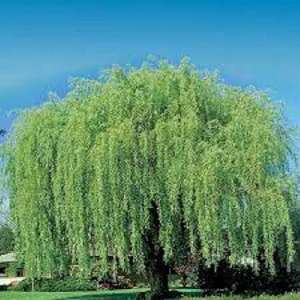 Weeping Willow Cuttings - 10 Unrooted Cuttings - Salix babylonica - Fast Growing, Loves Water
