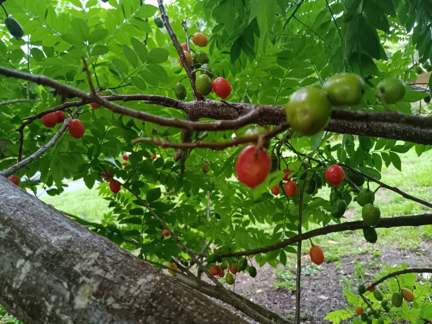 Hog Plum Cuttings 3 Fresh Unrooted Ciruela Spanish Plum Spondias Purpurea
