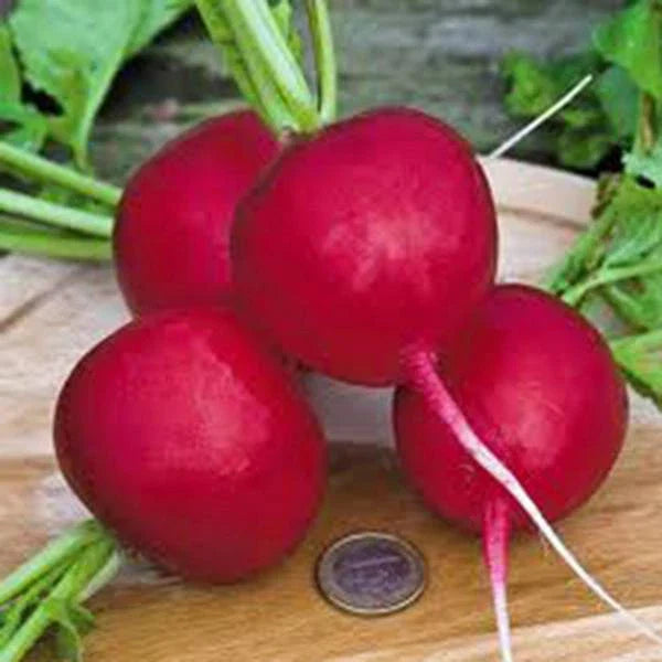 Radish Seeds 500+ Heirloom Champion Non-GMO - Perfect for Garden Planting (Raphanus sativus)