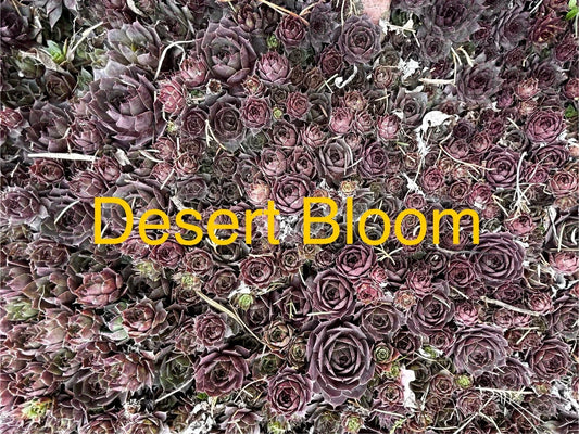 10 Live Hardy Hens and Chicks Succulents, Sempervivum, Zone 4-8, Desert Bloom Variety, Perfect for Gardens and Rock Beds