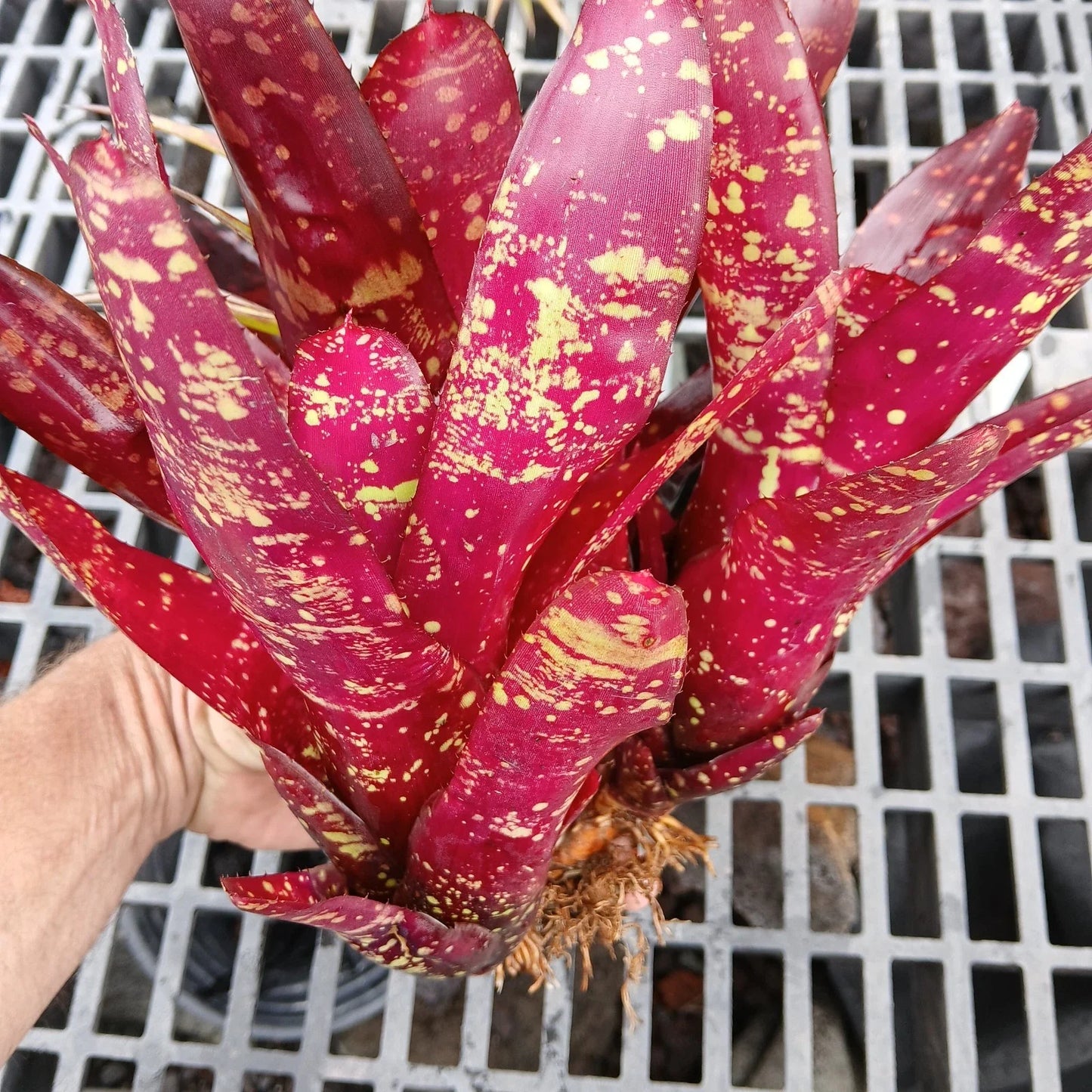 Large Pup Bromeliad Plant, Red Neoregelia Burgundy, Bare Root, Tropical Houseplant
