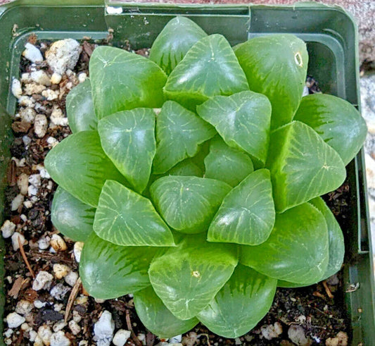 Haworthia Cooperi Var Obtusa - 3.5" Diameter Mature Succulent Plant, Rare Green Indoor Houseplant
