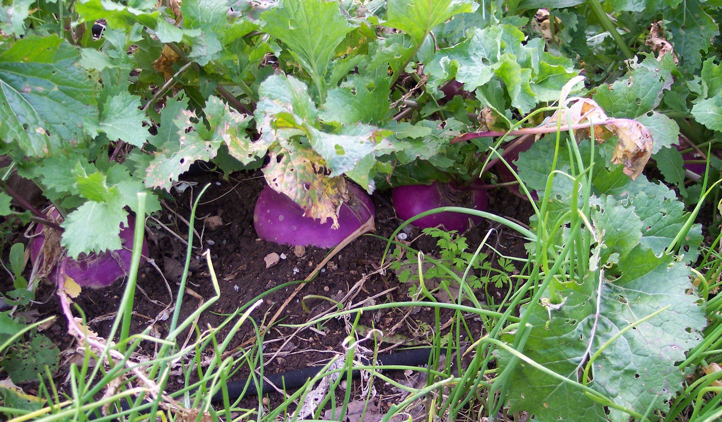 Organic Heirloom Turnip Seeds - Purple Top White Globe - 50+ Seeds - Non-GMO