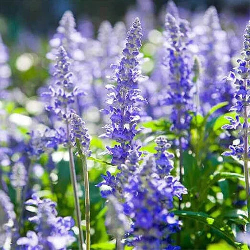 Hyssop Seeds | Heirloom Non-GMO | Blue-Purple Flowers | Agastache foeniculum