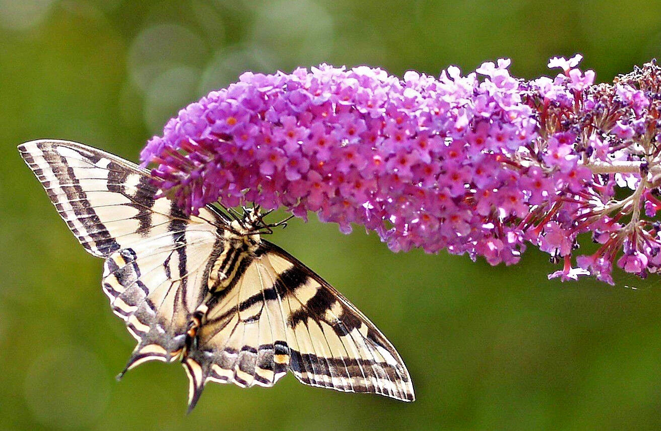 Butterfly Bush Seeds, 3000 Count, Lavender, Buddleja Davidii, Beautifully Scented, Bulk Gardening Seeds