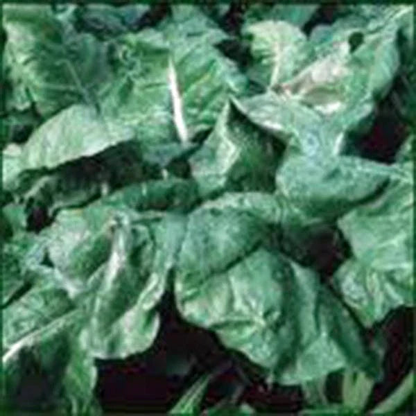 Heirloom Spinach Seeds, Non-GMO, 500 Seeds, America Variety, Spinacia oleracea