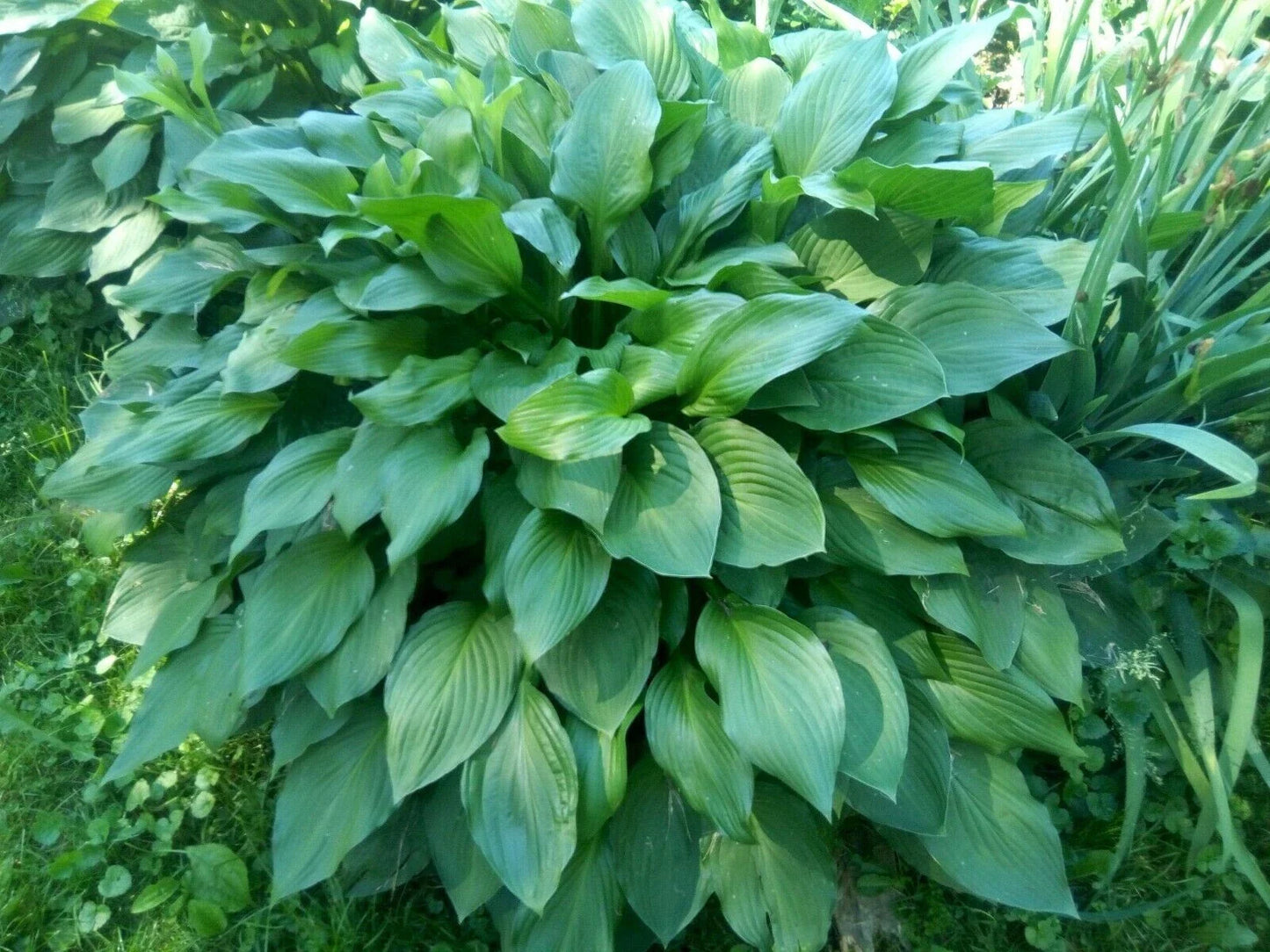 Hosta Eyes Live Plants Bare Root Green Plantain Lily Purple Flowers Perennial
