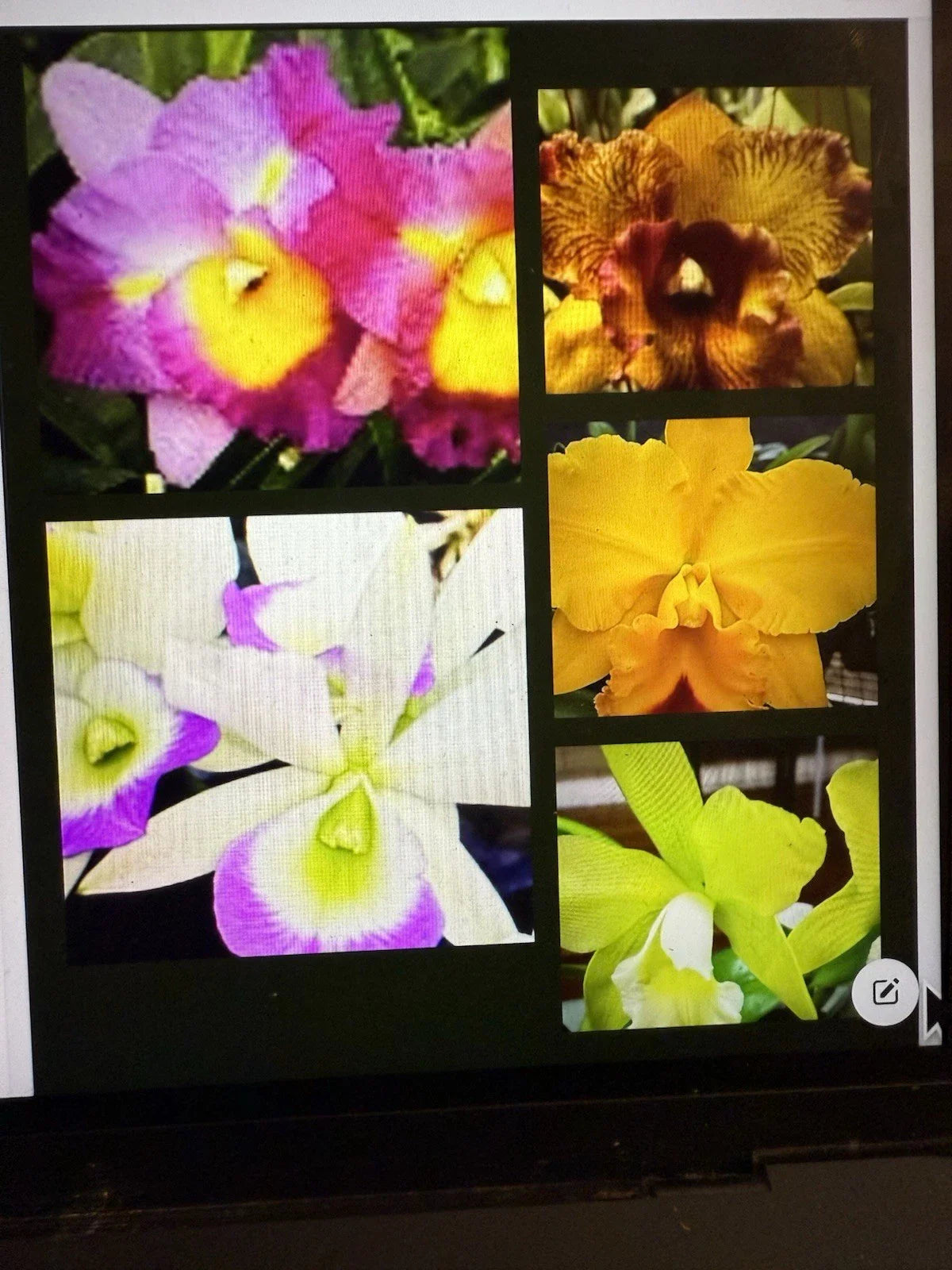 Cattleya Orchid Plant - Bare Root, No Tag, No Pot, 1-3 Stems, Sale - Unique Cattleya Variety