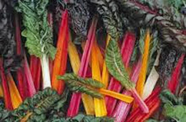Swiss Chard Seeds - Rainbow Heirloom Variety, Non-GMO, 500 Seeds, Beta vulgaris subsp. cicla