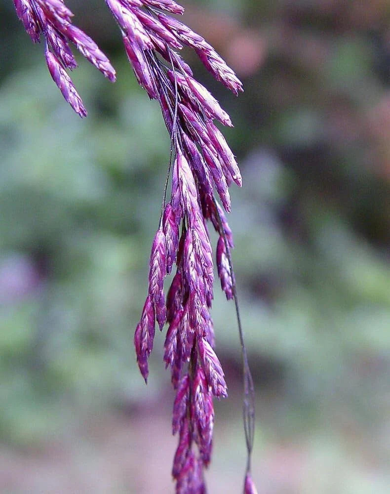 Purpletop Tridens Grass Seeds - 1 lb Pack - Purpletop Variety (Tridens flavus) for Planting and Landscaping