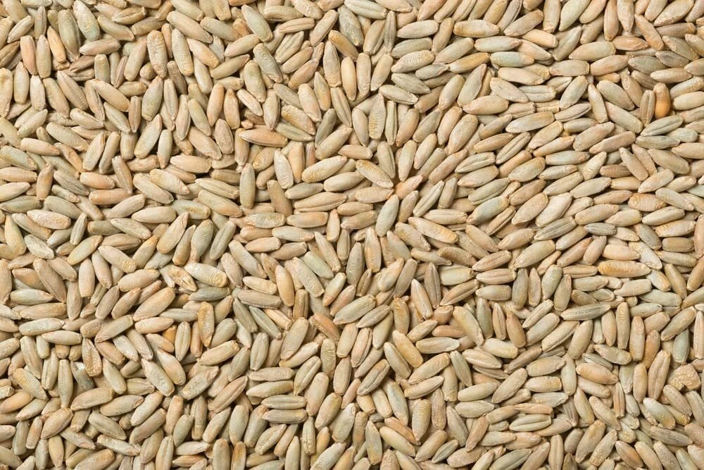 Rye Berries 25 Pounds High Fiber & Iron Whole Grains Secale cereale USA Made