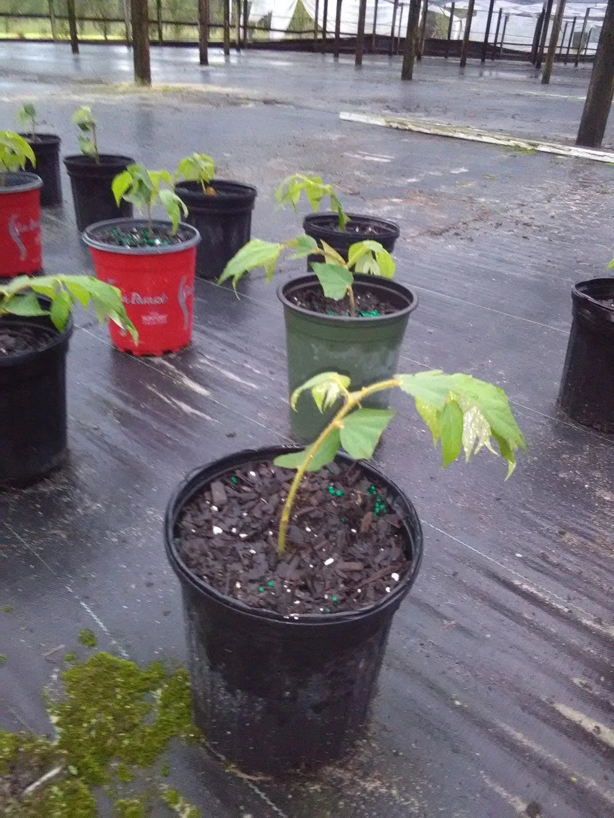 Muntingia Calabura Live Plant 10 Pack - Rare Strawberry Tree - Tropical Fruit Plant