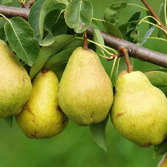 Kieffer Pear Tree Cuttings - 8 Unrooted Stem Cuttings, Cold Hardy (Zones 4-9), 7-10 Inches Long, Fruit Tree Propagation
