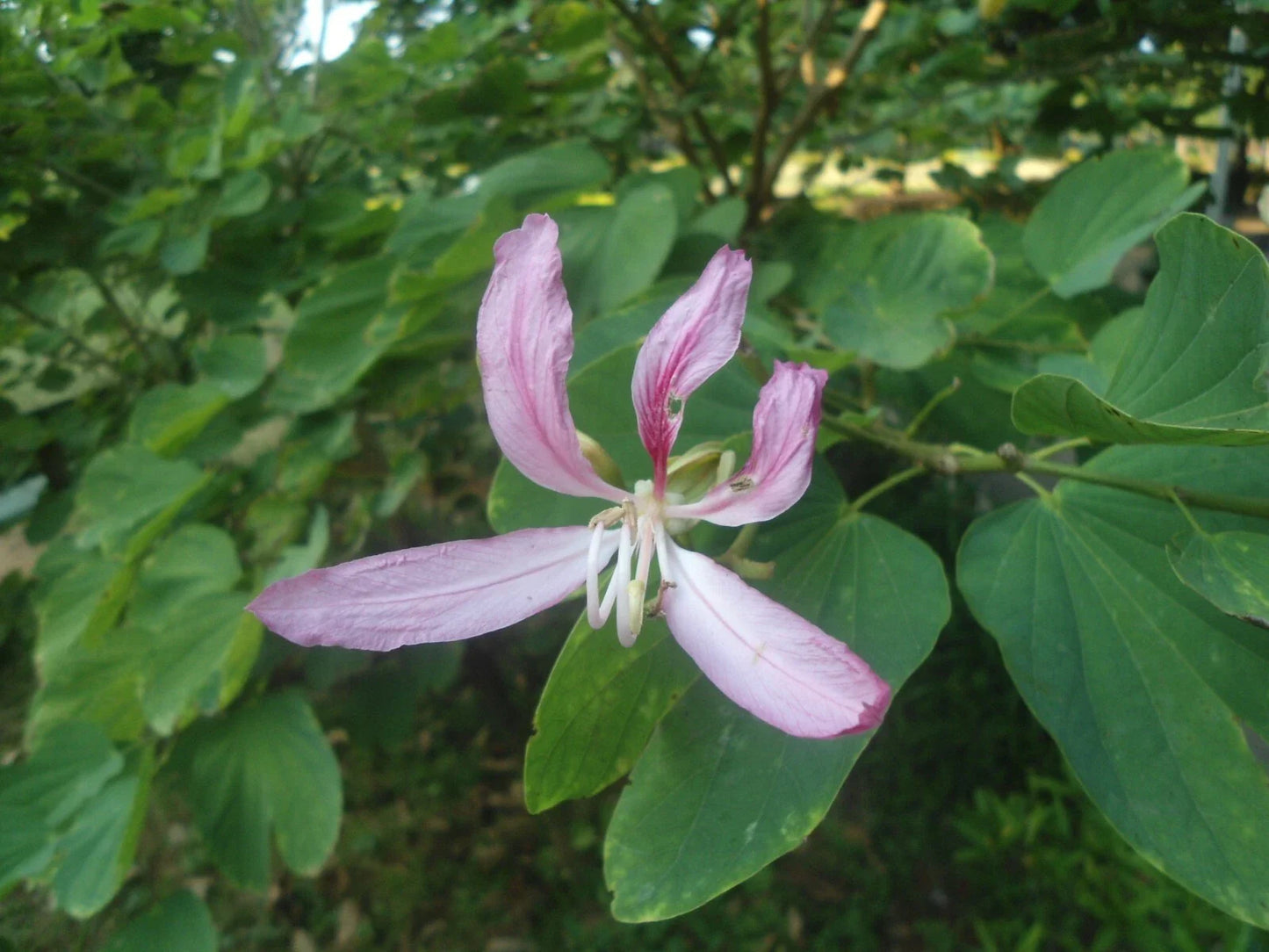 White Orchid Tree Seeds, 10 Count, Bauhinia purpurea Alba, Tropical Flowering Plant