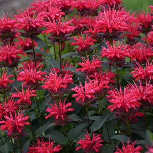 Red Velvet Bee Balm Seeds - 100 Count - Hummingbird Flower Seeds - Monarda didyma