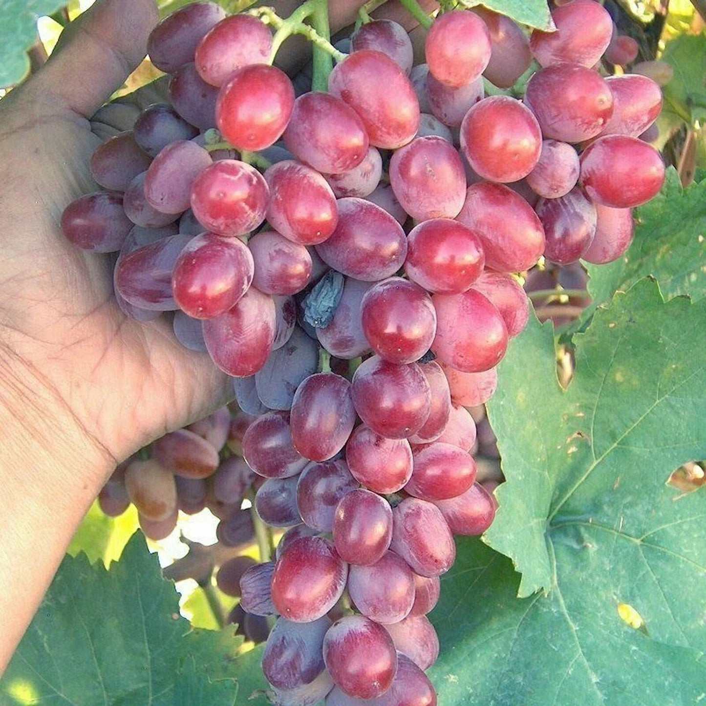 Crimson Vine Cuttings - Large Red Seedless Table Grape (No Roots) - T110A Lot 4 - Raisin Variety