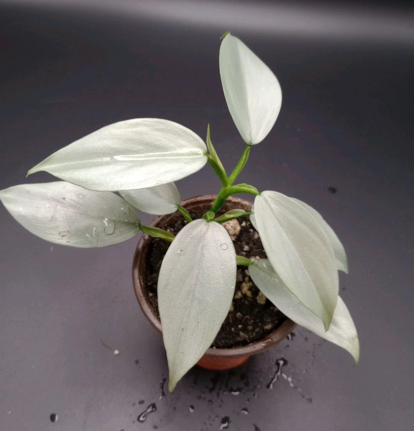 Philodendron Silver Sword Plant, 3.5" Pot, Rare Tropical Houseplant, Philodendron hastatum