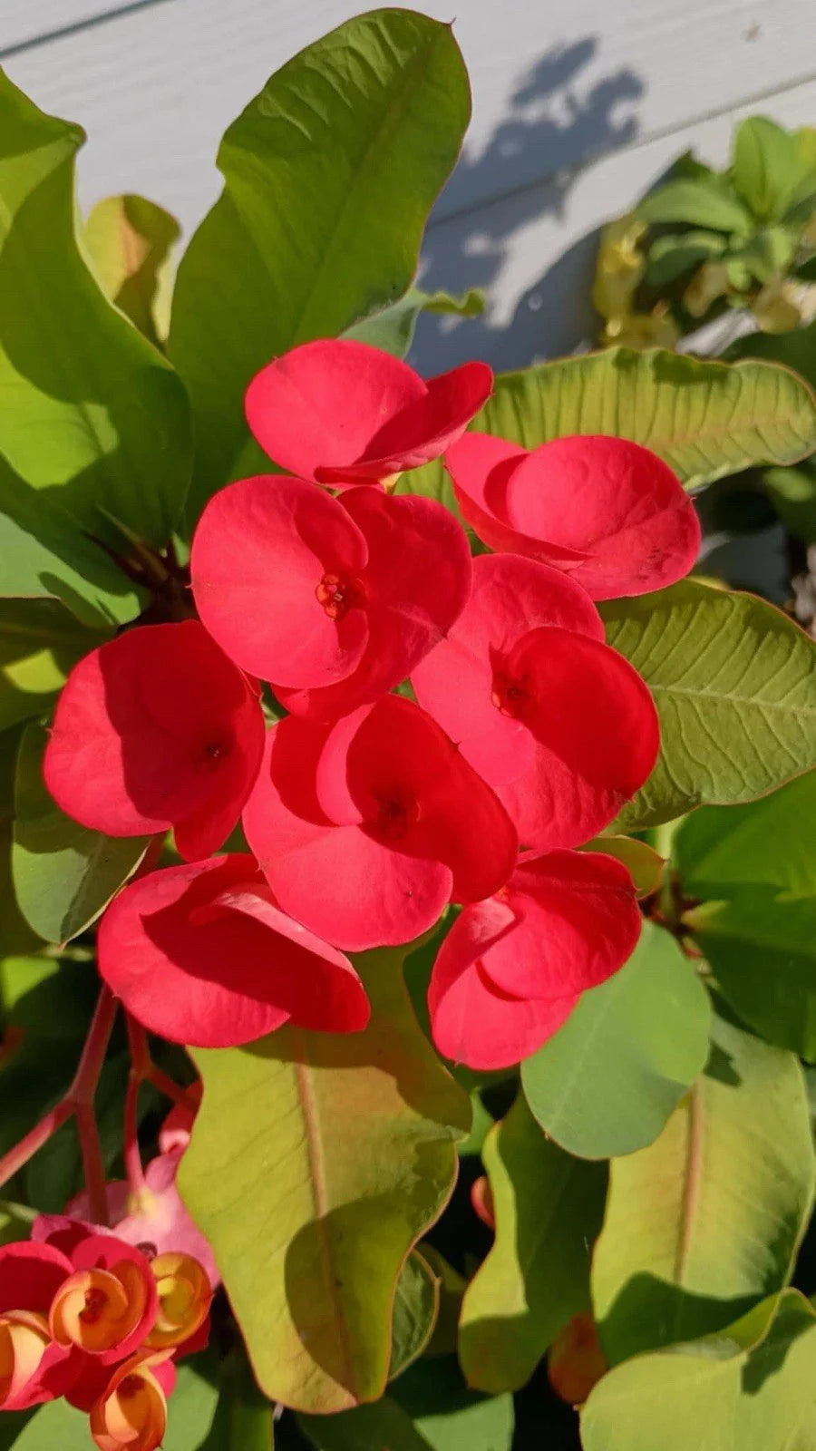 Crown of Thorns Cutting 1 Count Bright Red Euphorbia milii Unrooted
