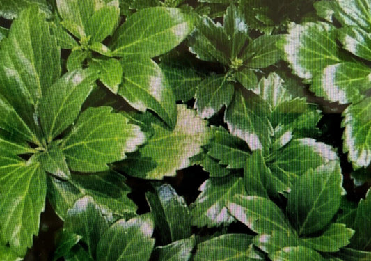 20 Japanese Spurge Plants - Pachysandra Terminalis - Hardy Evergreen Groundcover - Pre-Order for Spring Shipping