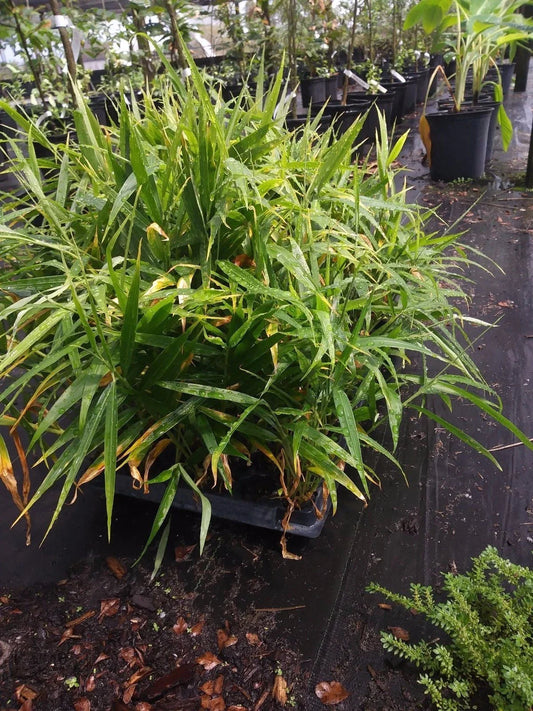 Ginger Plant - Live Edible Culinary Root - Non-GMO, Pesticide-Free - Zingiber officinale - 1 Plant Deal, Grown in Florida
