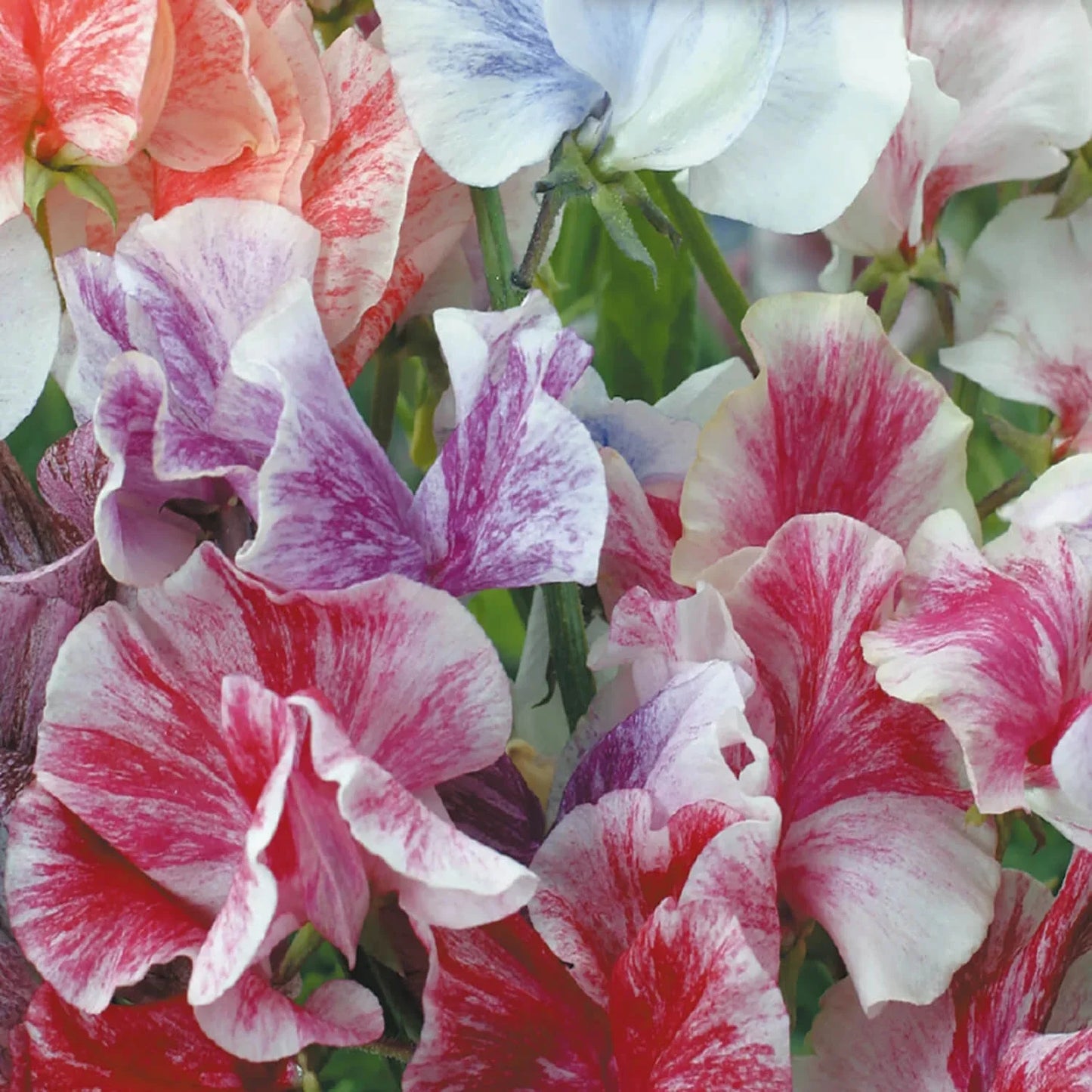 Sweet Pea Seeds | Streamer Mix | Heirloom Flower Seeds | Lathyrus odoratus | Non-GMO